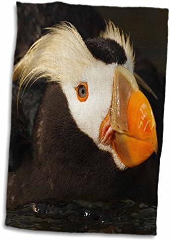 3Drose Tufted Puffin Bird, Aquarium, Newport, Oregon, SAD - US38 RBR0512 -. - Ručnici